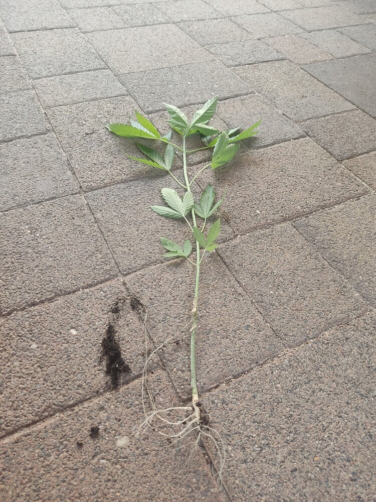 Zeitraffer Blueberry Samen Gewinnen reg