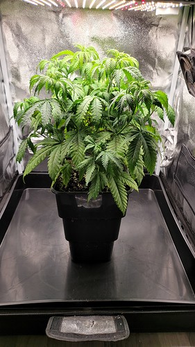 Growreport Bild 4