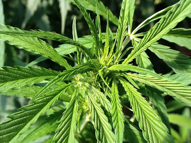 Growreport Bild 12