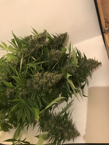 Growreport Bild 5