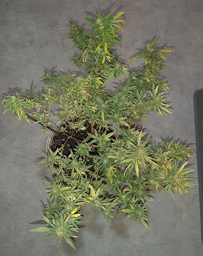 Growreport Bild 2