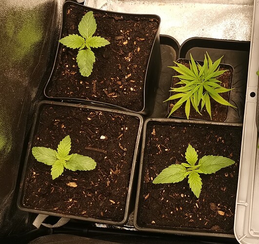 Growreport Bild 11