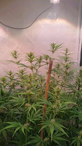 Growreport Bild 8