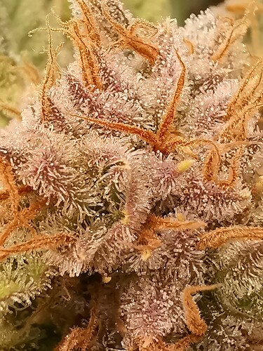 Growreport Bild 28