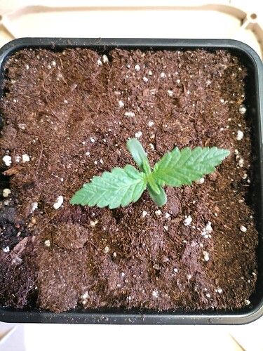 Growreport Bild 43