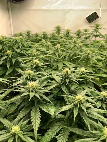 Growreport Bild 3