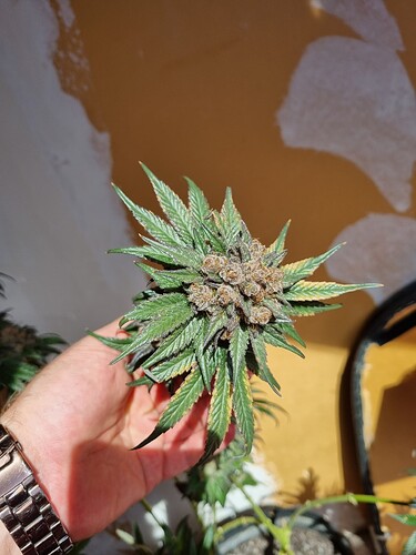 Growreport Bild 17
