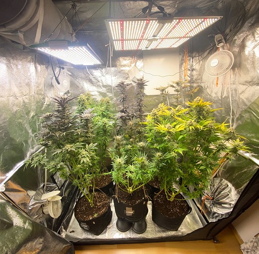 Growreport Bild 38