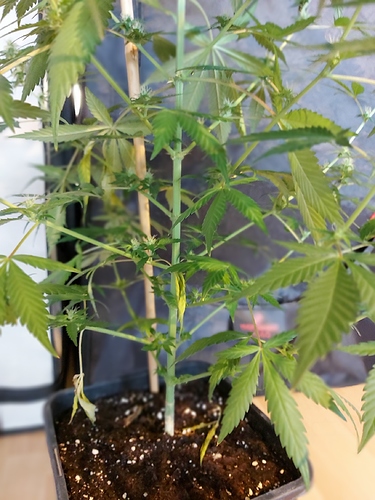 Growreport Bild 1