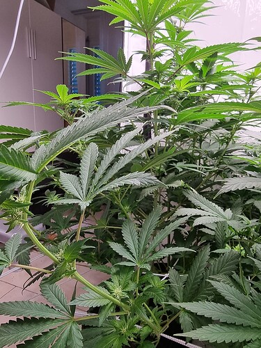 Growreport Bild 92