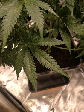 Growreport Bild 2