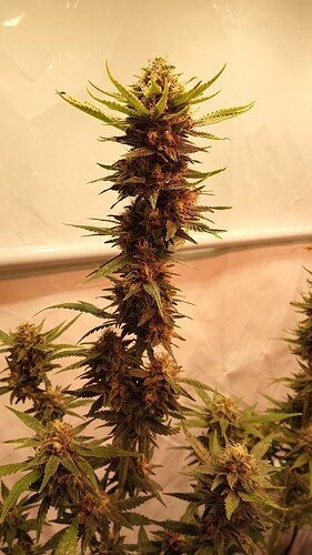 Growreport Bild 30