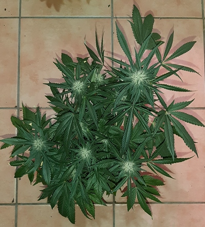 Growreport Bild 14