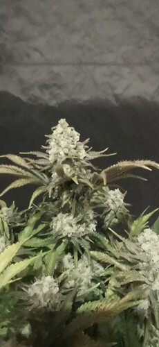 Growreport Bild 2