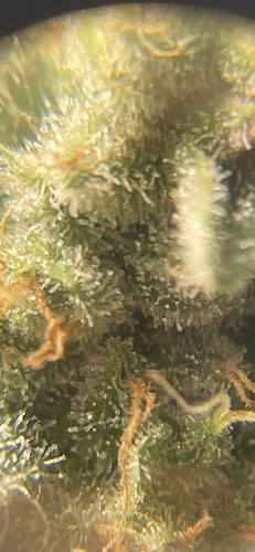 Growreport Bild 15