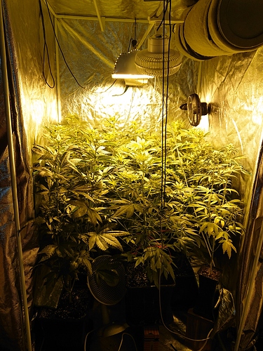 Growreport Bild 5