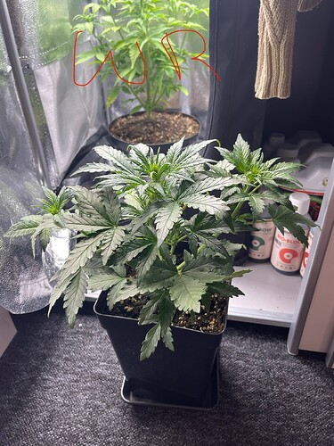 Growreport Bild 17