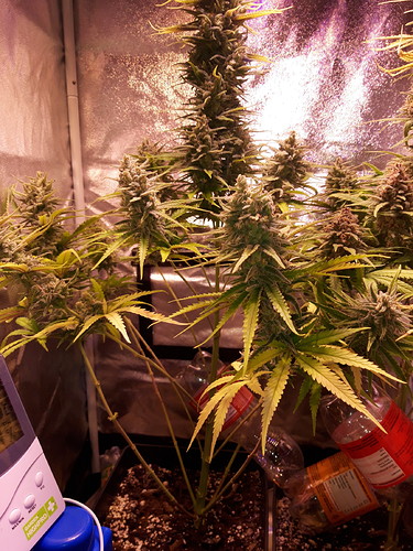 Growreport Bild 1