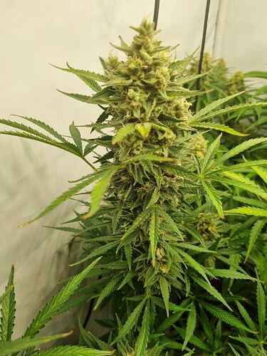 Growreport Bild 6