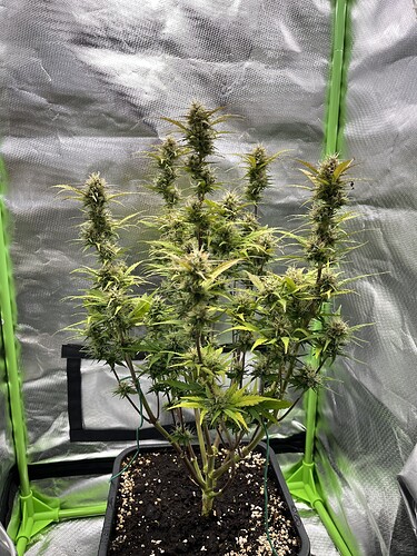 Growreport Bild 1