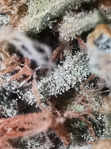 Growreport Bild 5