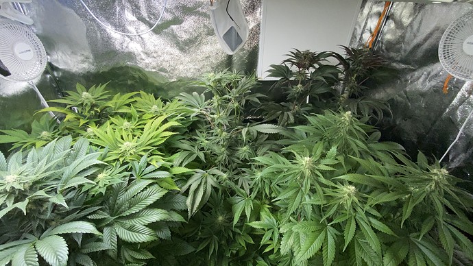 Growreport Bild 32