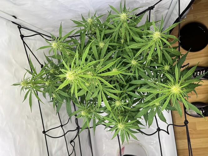 Growreport Bild 23