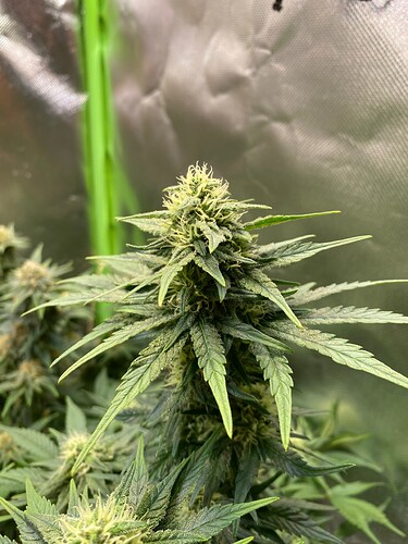 Growreport Bild 7