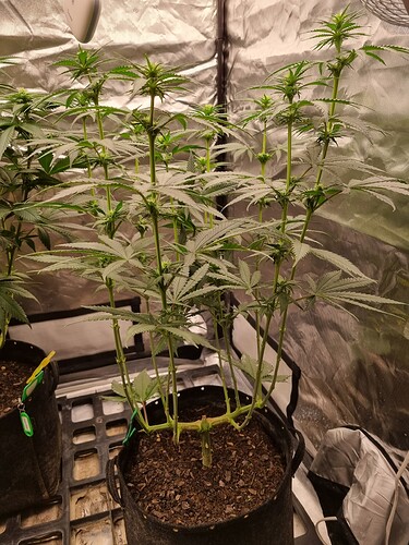 Growreport Bild 5