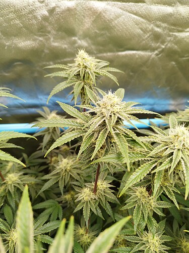 Growreport Bild 4