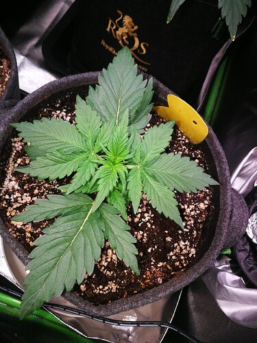 Growreport Bild 186