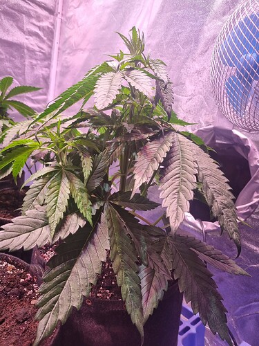 Growreport Bild 2