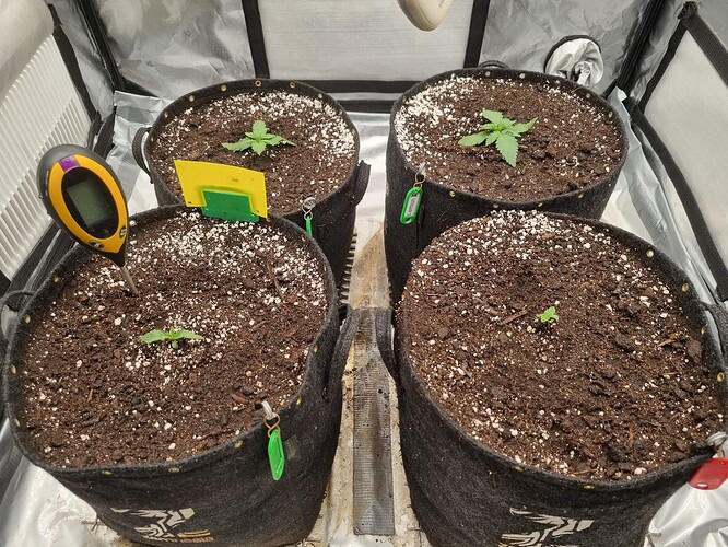 Growreport Bild 33