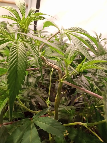 Growreport Bild 38
