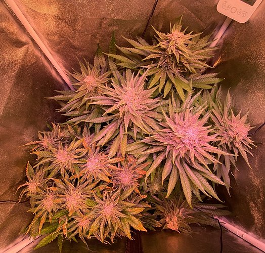 Growreport Bild 1