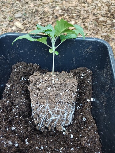 Growreport Bild 23
