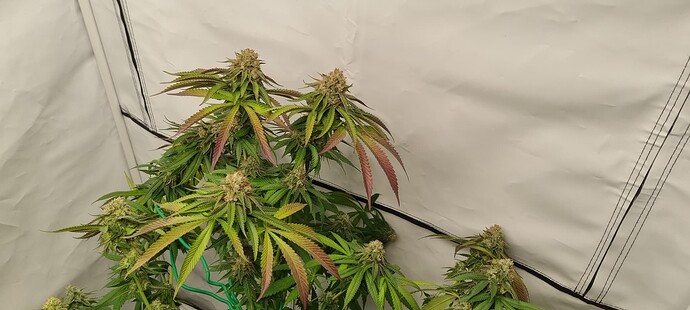 Growreport Bild 8