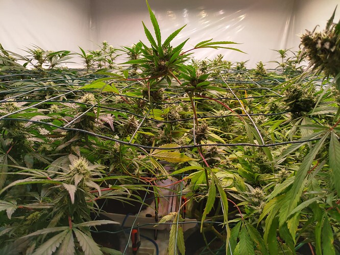 Growreport Bild 7
