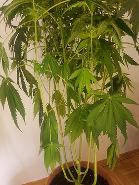 Growreport Bild 1