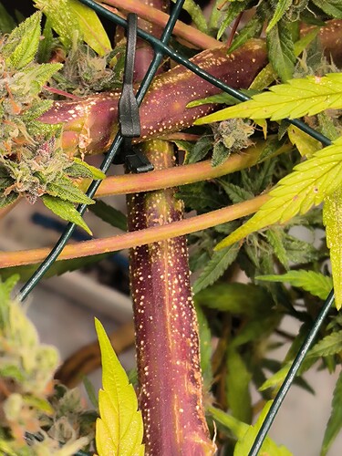 Growreport Bild 16