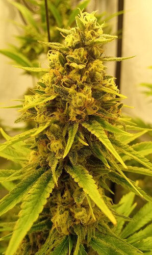 Growreport Bild 18