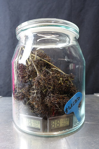 Growreport Bild 6