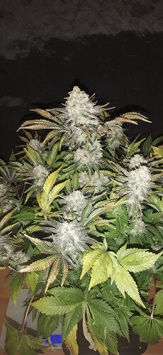 Growreport Bild 3