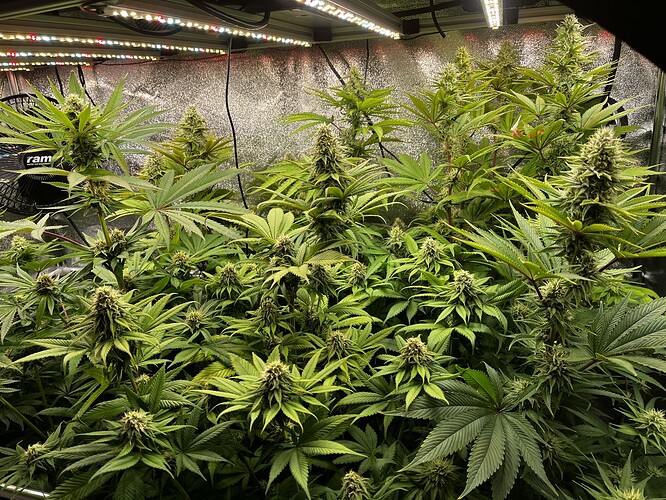 Growreport Bild 2