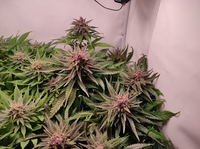 Growreport Bild 5