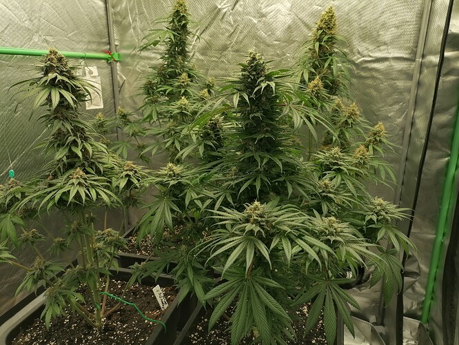 Growreport Bild 7