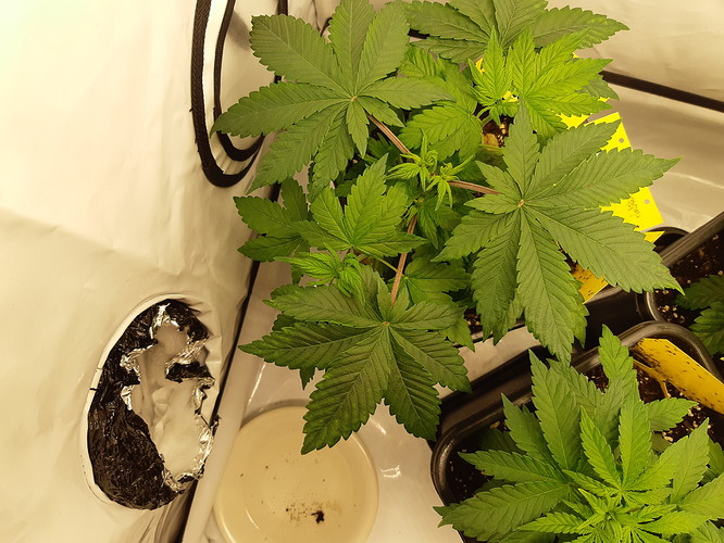 Growreport Bild 7