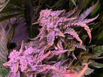 Growreport Bild 31