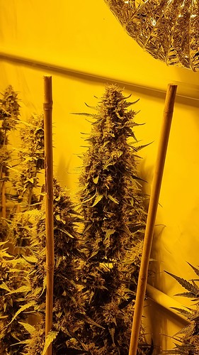 Growreport Bild 2