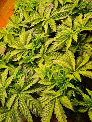 Nahaufnahme von mehreren Cannabis-Pflanzen im Wuchsstadium, die dicht beieinander stehen und viele grüne Blätter aufweisen.